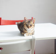 For Cats