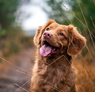 For Dogs